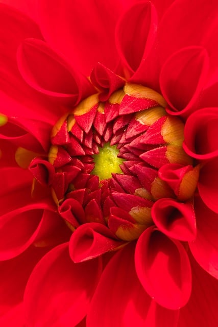 dahlia-8587940_640 Mit Wut leben