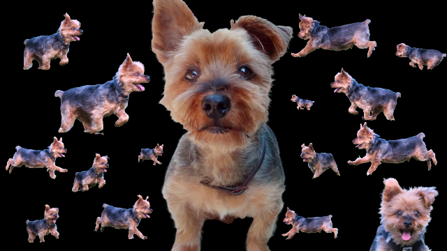 Die bedingungslose Freude eines Hundes