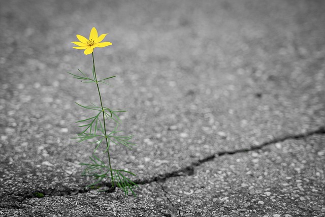 flower-4346049_640 Das Leben ernst nehmen ... oder nicht