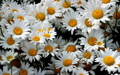 Mein kleines Mädchen